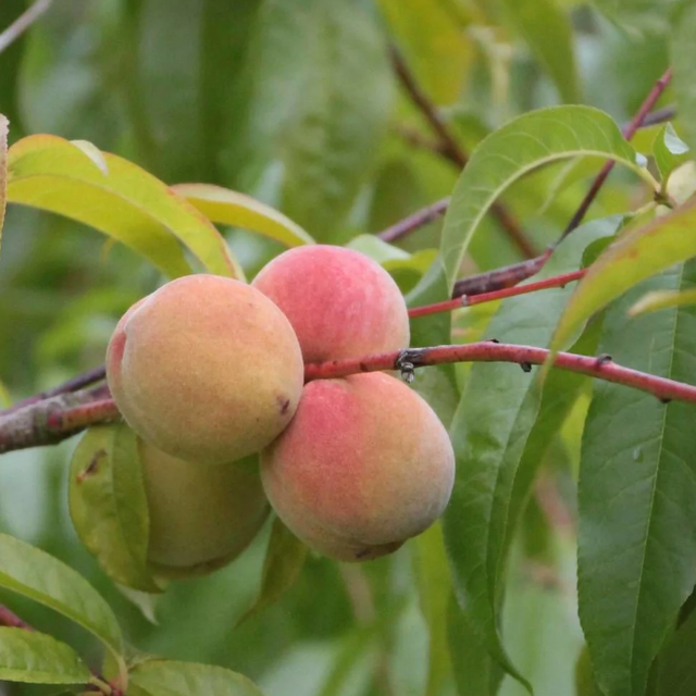 PECHER Reine des vergers blanc