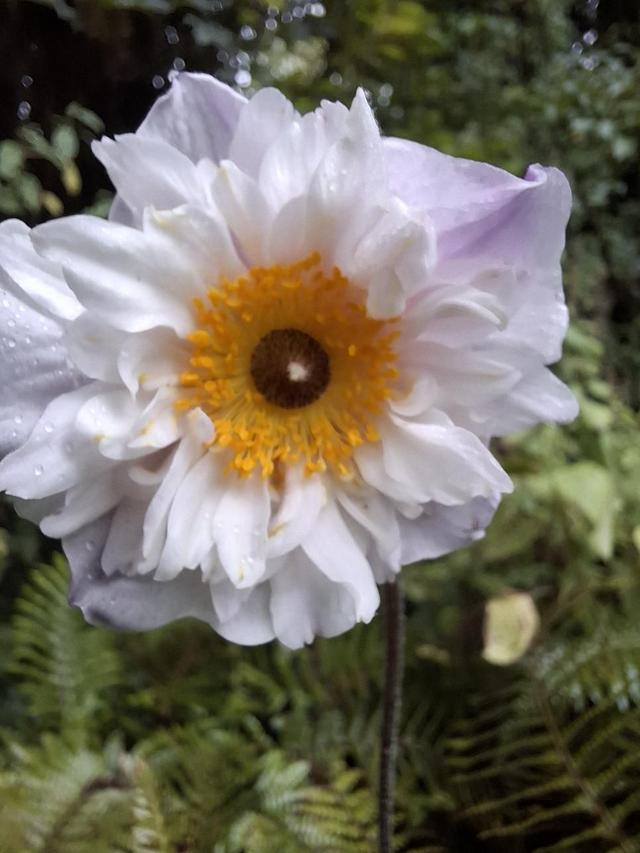 Anemone 'Dainty Swan' 1 litre