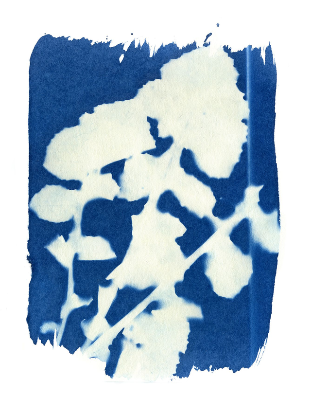 Cyanotype of Sowthistle weed - A5 size