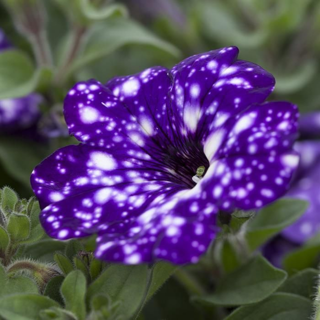 Bague Pétunia