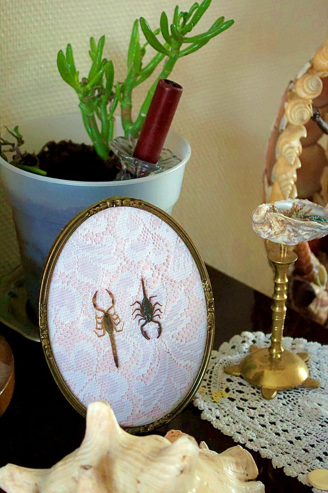 Heterometrus cyaneus &quot;baby&quot; et Mesobuthus martensii