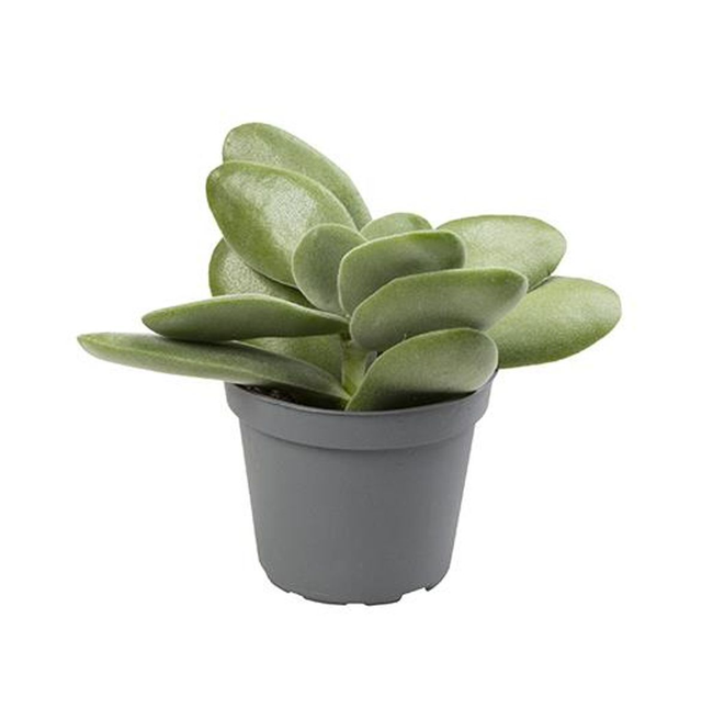 D05 . Crassula Ovata Rogersii