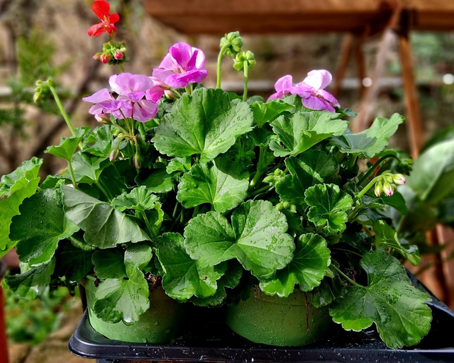 P22 . Geranio Zonale