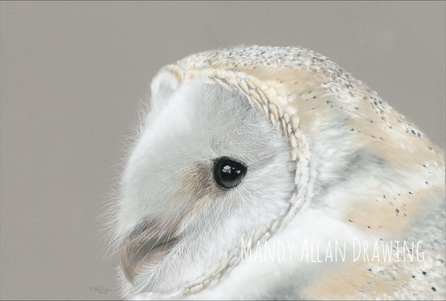"In Focus" Limited Edition Owl Print