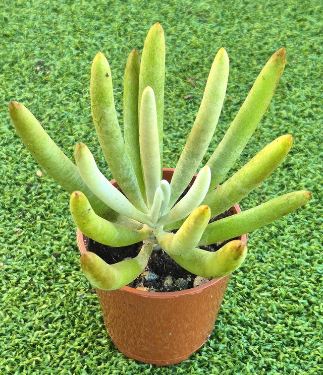 Senecio pyramidalis - pyramid senecio 