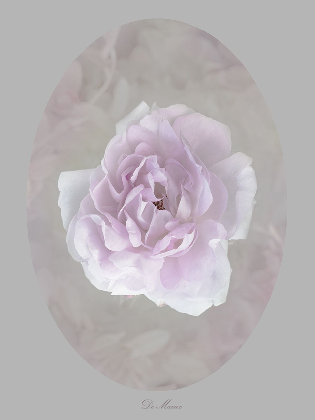 Rose De Meaux