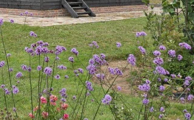 verbena bonariensis - 1ltr pot