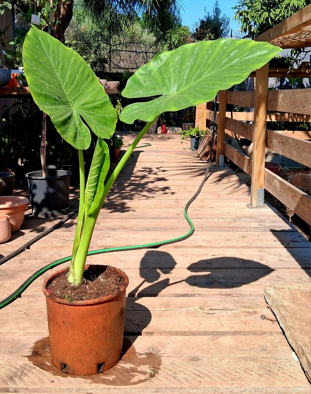 A34 . Alocasia macrorrhizos "Orecchie di elefante"