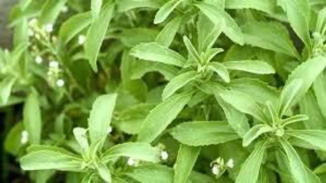 Stevia