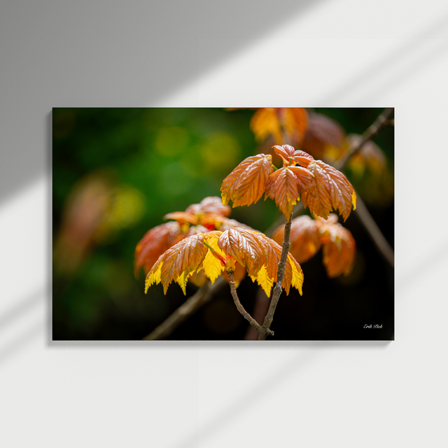 Dibond print - De lente ontwaakt