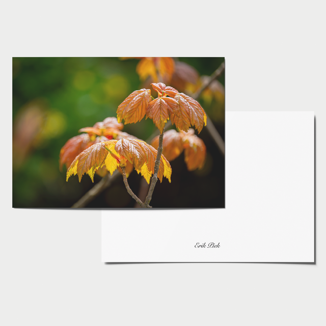 A6 kaart - De lente ontwaakt 