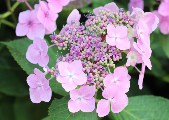 Pink Hydrangea Card