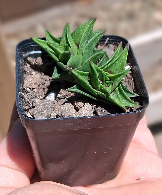 D65 . Haworthia viscosa vaso 5.5