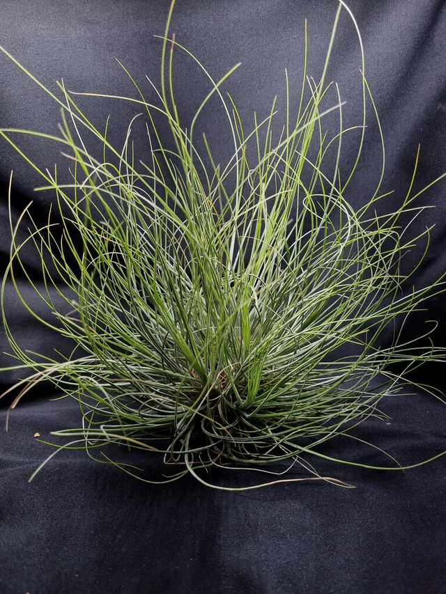 Tillandsia bartramii boule 