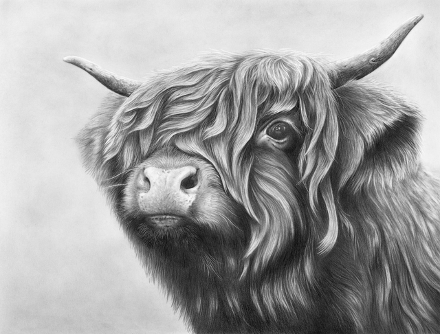 Highland Cow Limited Edition Print
