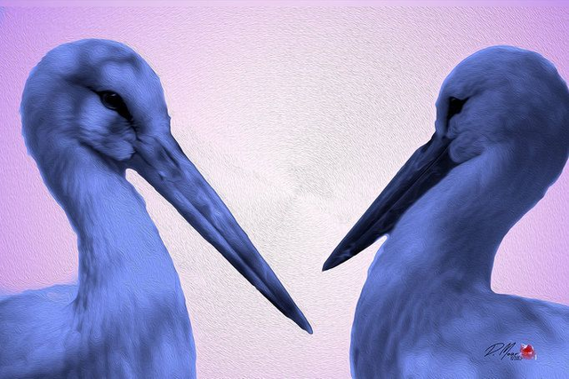 30*40 Les oiseaux