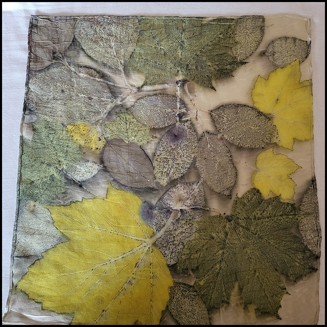 100% Silk pocket square - eco printed with maple, sycamore and lime leaves wrapped in an iron blanket