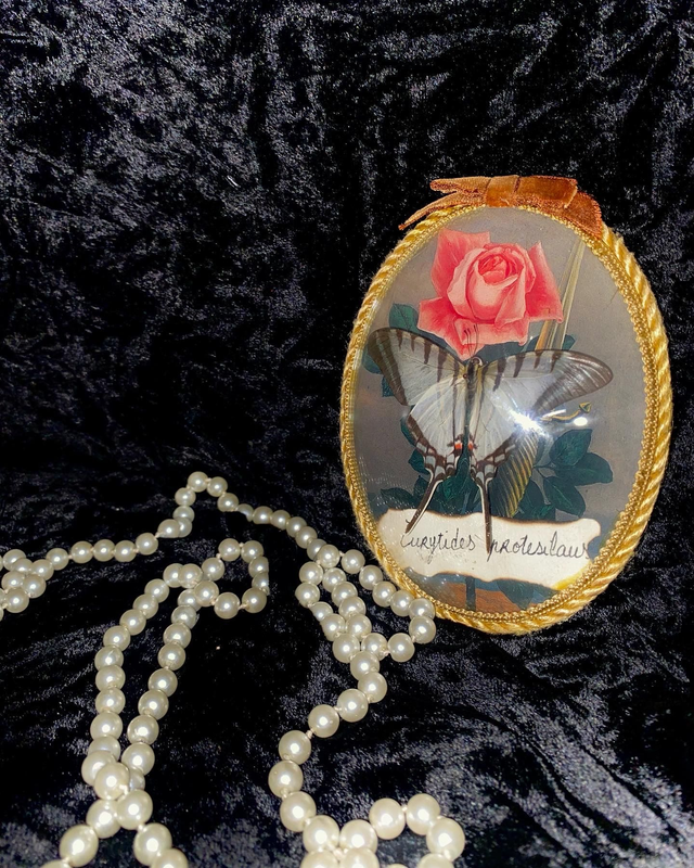 Eurytides Protesilaus