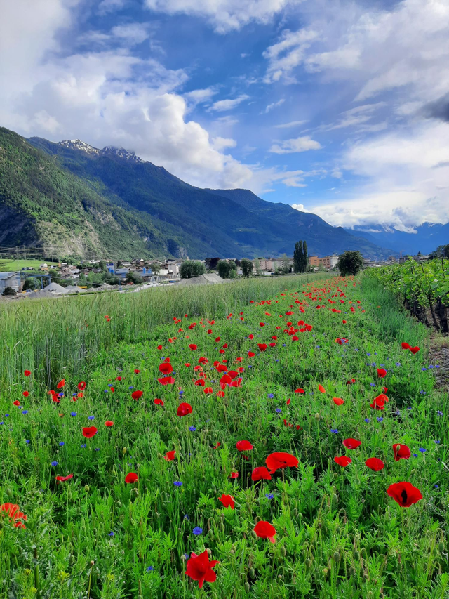 Farine de blé sans son