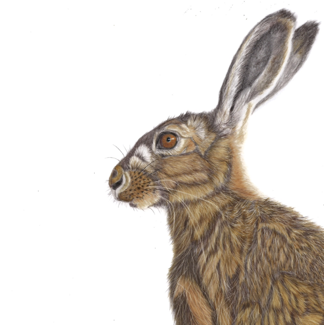 Hare