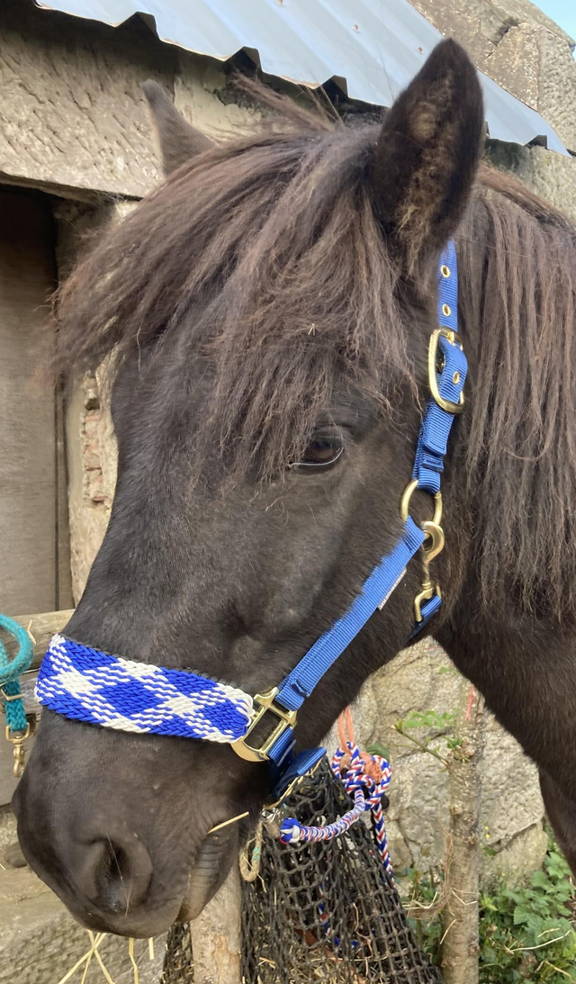 Headcollar: Small Pony - Custom Order