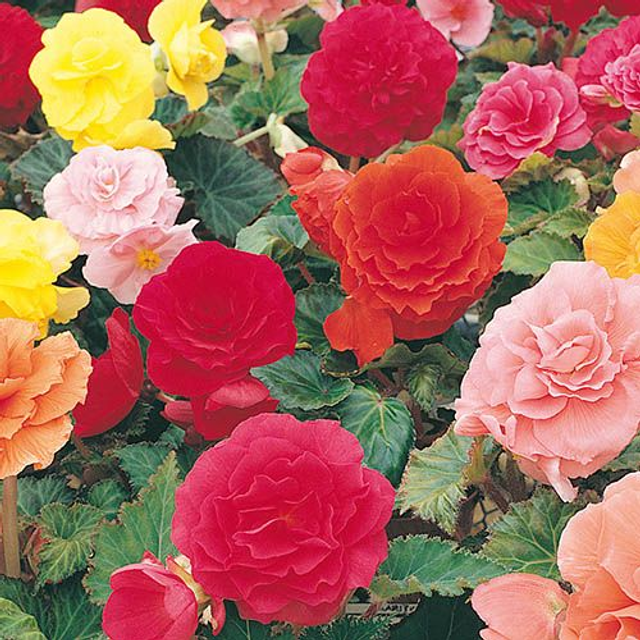 Begonia Non-Stop - Fortune Mixed: 4 Jumbo Plants (Ref: E)