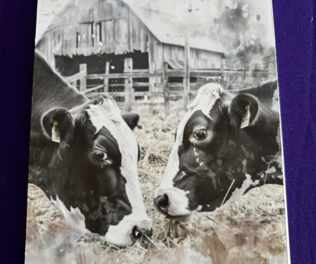 Plain Note Pad Cows Face to Face