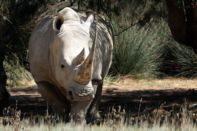 Rhinocéros Réf - 7114