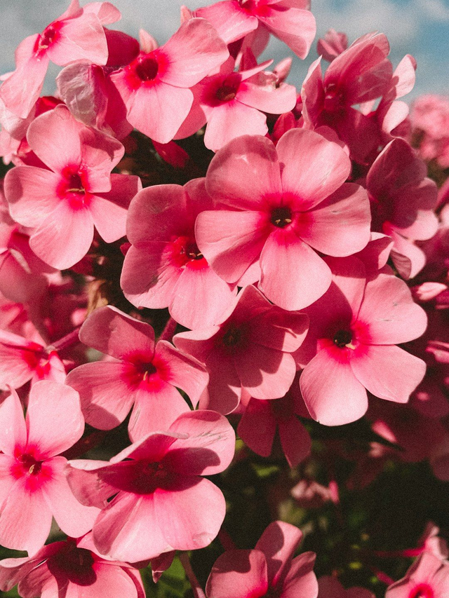 No.6 Geranium Bag of 6