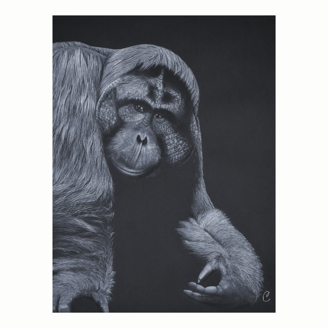 Orang-outan de bornéo - Aquarelle originale