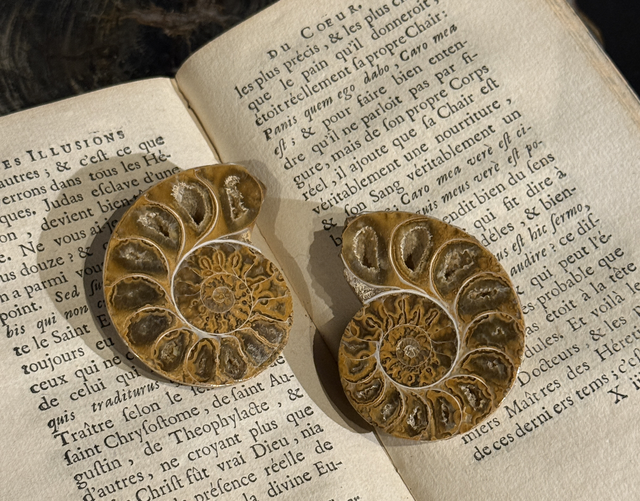 Paire de demi-ammonites polies 002