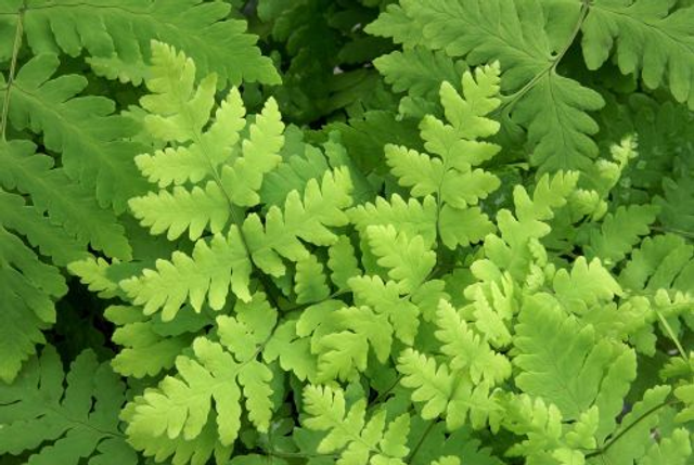 Gymnocarpium dryopteris 'Plumosum'- Oak Fern 1 litre