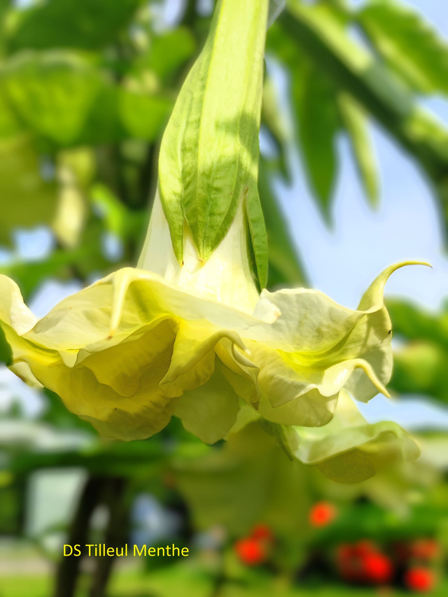 DS Tilleul Menthe