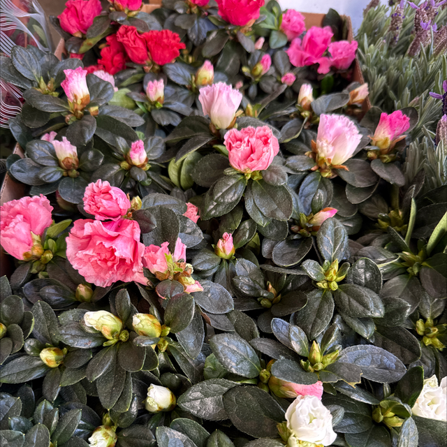 Azalée du Japon mix 