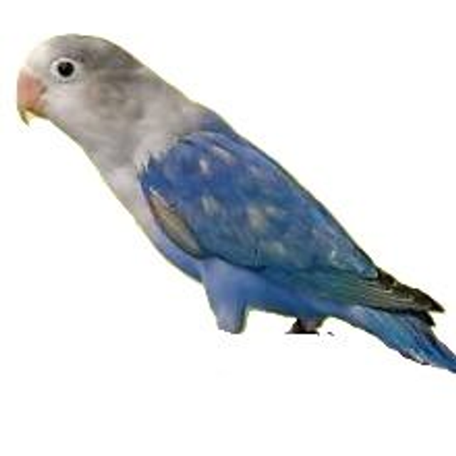 Le couple, agapornis bleus