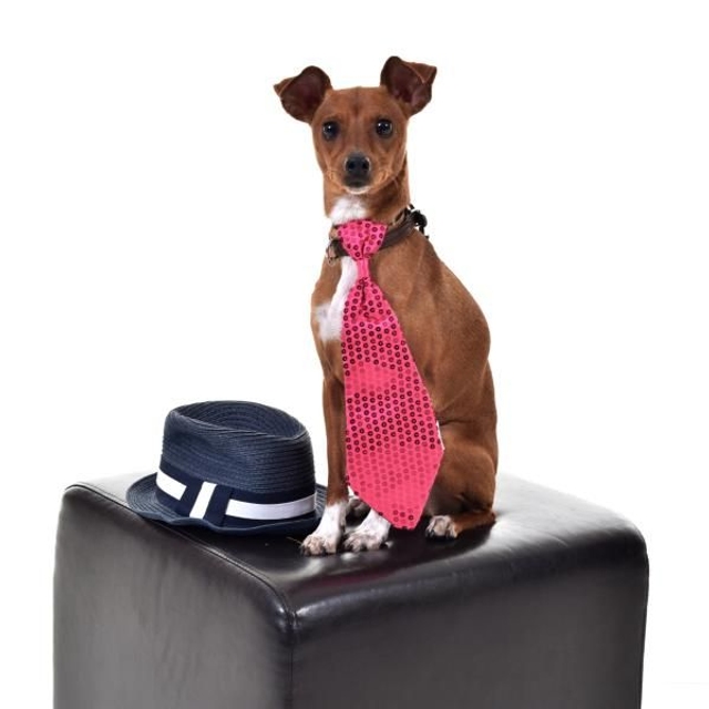 Animal Supplémentaire