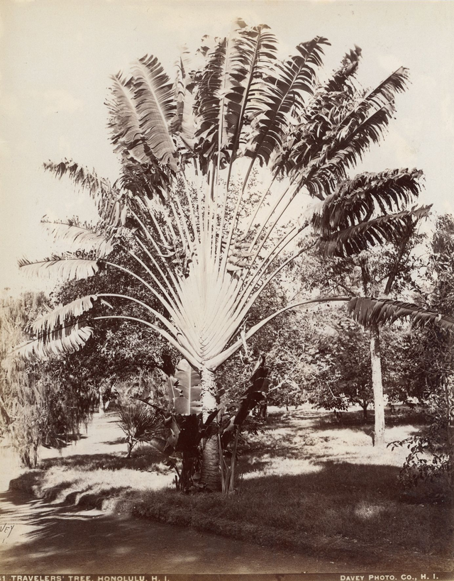 Travelers' tree, Honolulu, c.1870