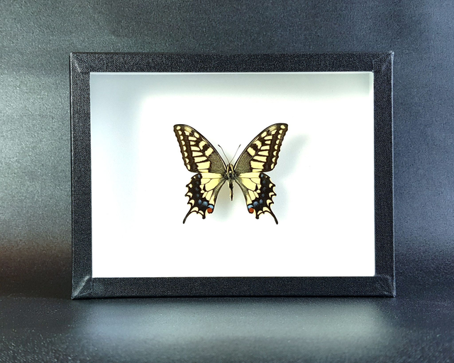 Papilio machaon
