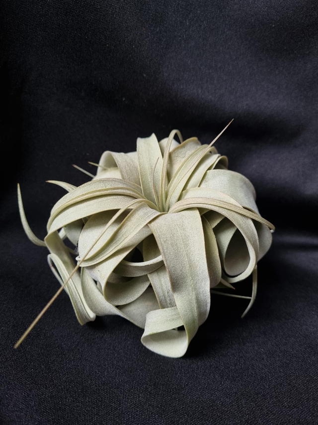 Tillandsia xerographica S