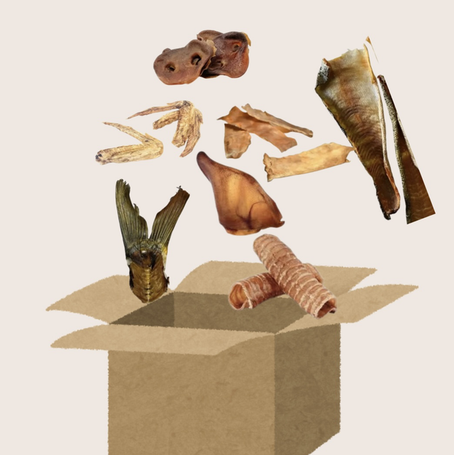 boxe de octobre pour chien