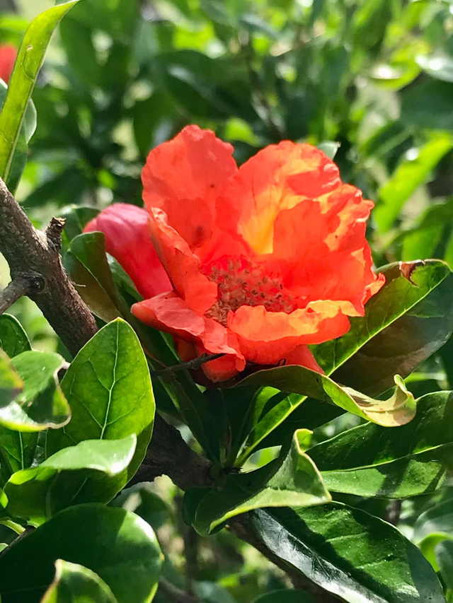Grenadier - issu du semis de variétés diverses (Punica granatum)