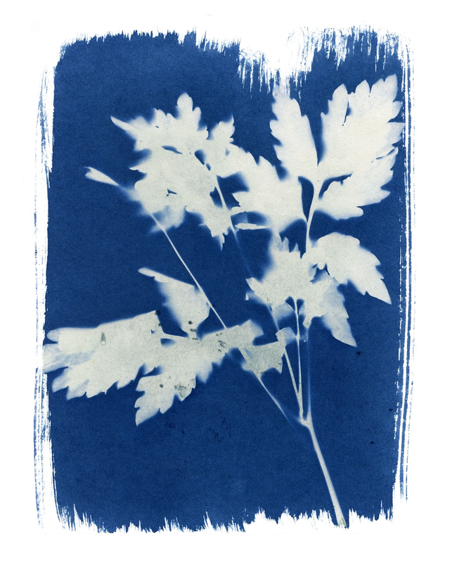 Cyanotype of Welsh poppy weed - 10 x 8 inches
