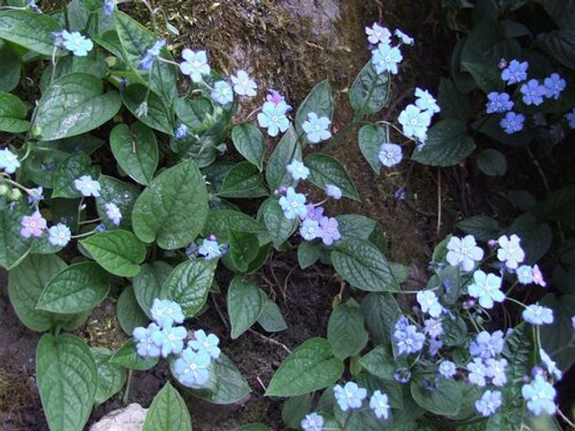 Omphalodes verna 'Elfenauge' 1 litre 