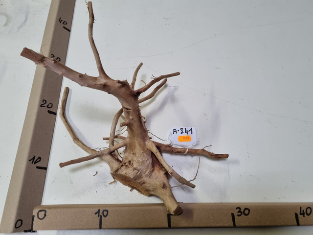 Racine araignée A-241