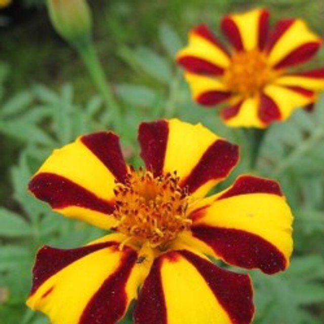OEILLET D&#039;INDE MR MAJESTIC AB - Tagetes patula.