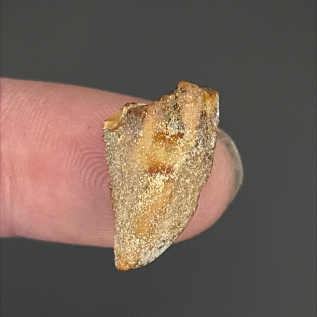 Majungasaurus Tooth