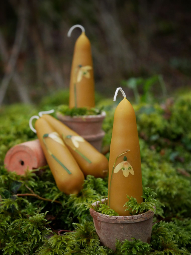 Bougies trempées PERCE-NEIGE