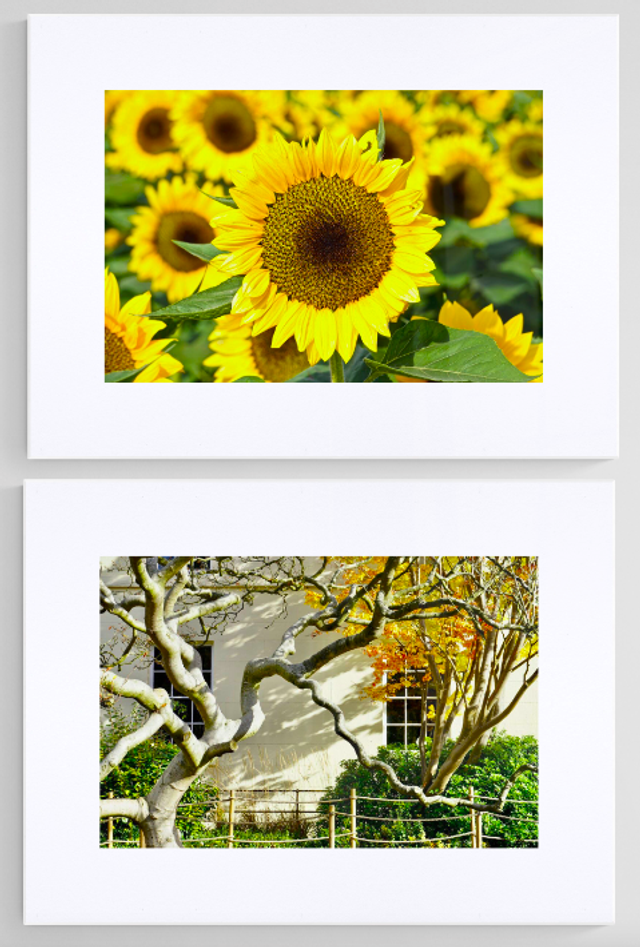 Central Sunflower - Print