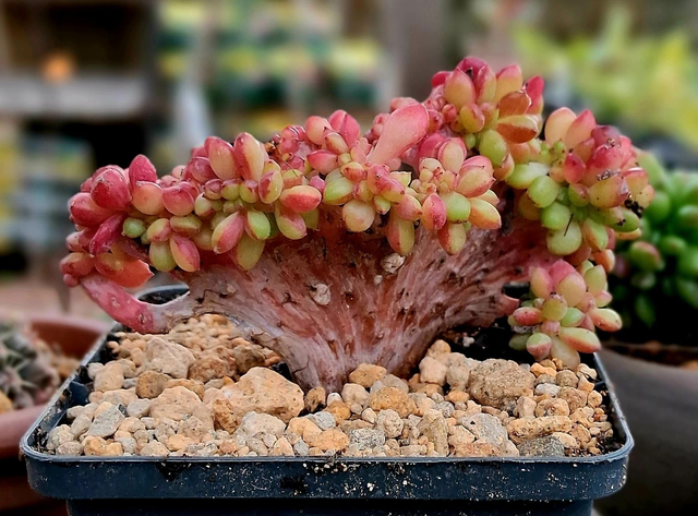 D174 . Echeveria fantasy Carol crestata