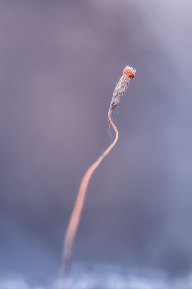 FEERIE-010 - Puckwoodgenies